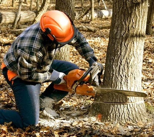 Tree Removal in Damascus, GA